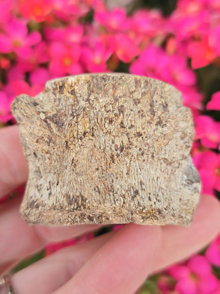 Partially Digested Mosasaur Pygal Vertebrae Bones Fossil TX Tylosaur