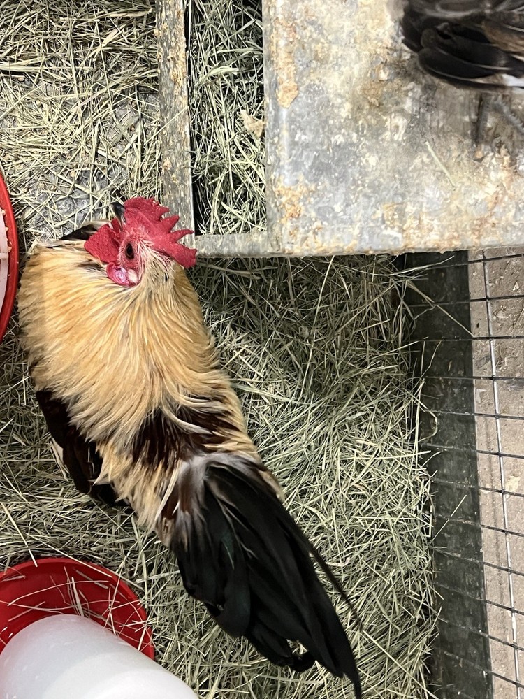 6++ Serama Hatching Eggs