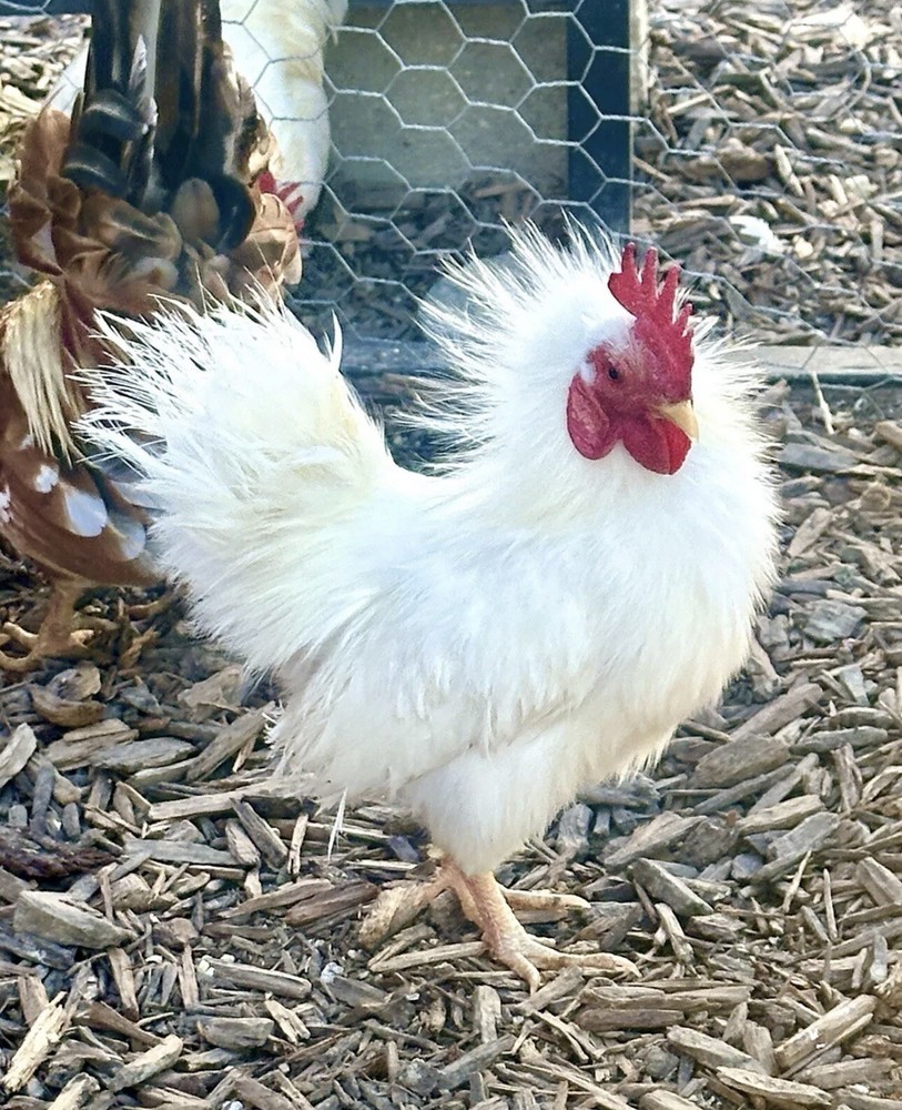 Serama Chicken Hatching Eggs 6+