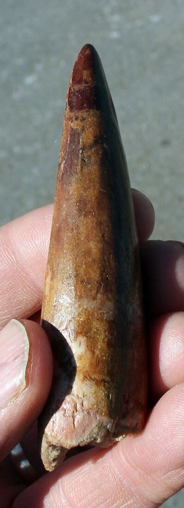Authentic 3.5" Spinosaurus Tooth in Riker Mount