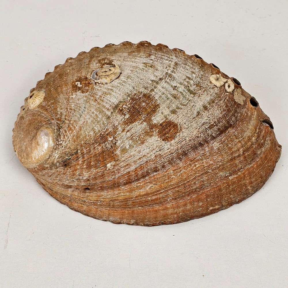 Abalone Shell 4.5" x 6" x 1 7/8"