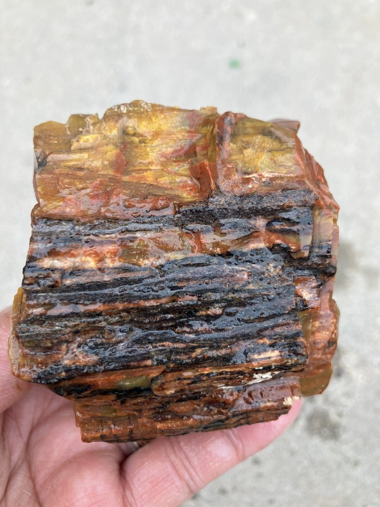 Arizona Petrified Wood