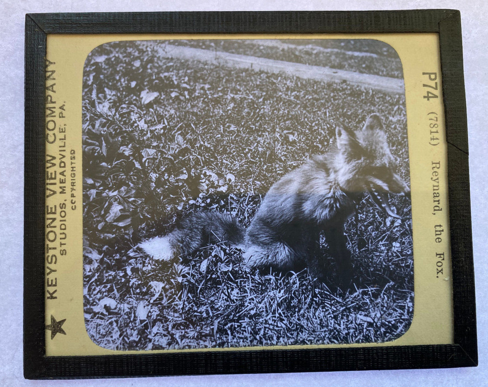 KEYSTONE MAGIC LANTERN SLIDE 74 REYNARD THE FOX 1920s