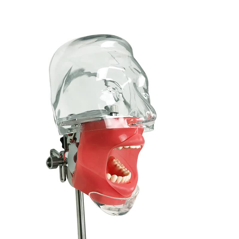 US Dental Simulator Mannequin Head Teeth Model Teaching Practicing Head Mold/