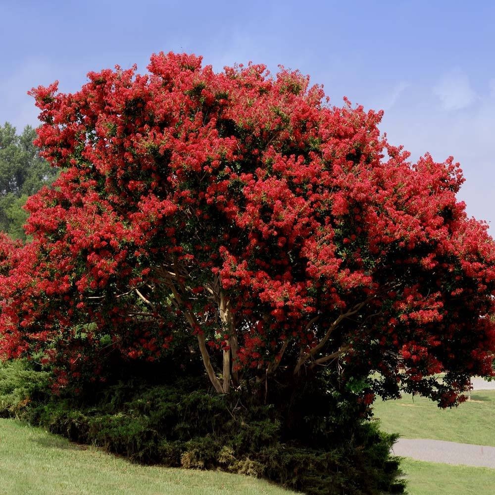 5 Red Crape Myrtle 12-18" Tall Starter Shrub Bare Root