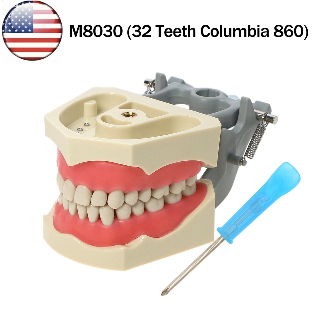 US Columbia Dentoform 860 Type Dental Typodont 32Pcs Teeth Model & Mounting Pole
