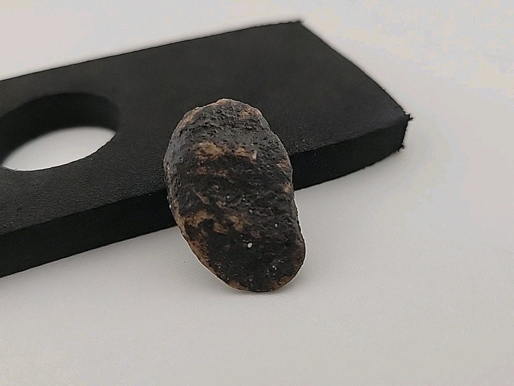 Fossil Dinosaur Tooth Unknown Species