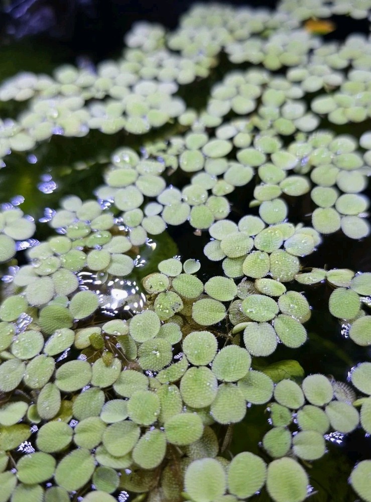 Salvinia Minima "Water Spangles"