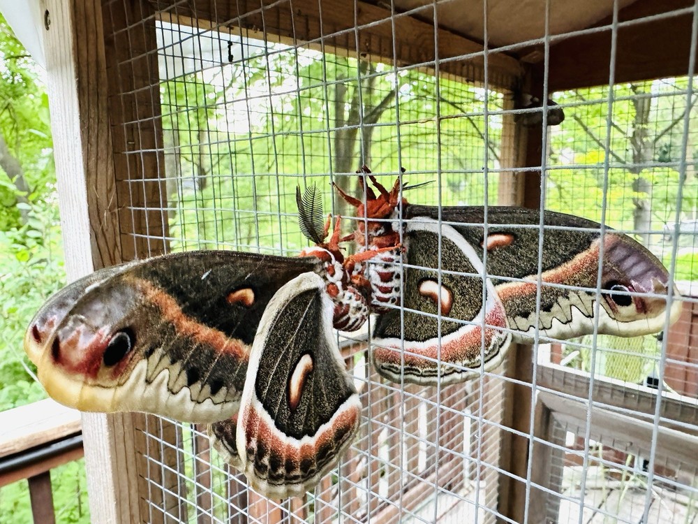 Cecropia Moth cocoon / Pupa
