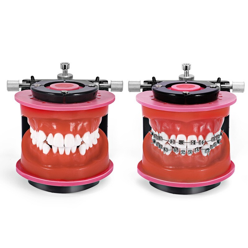 Reusable Dental Typodont Orthodontics Model Wax Teeth Training Practice