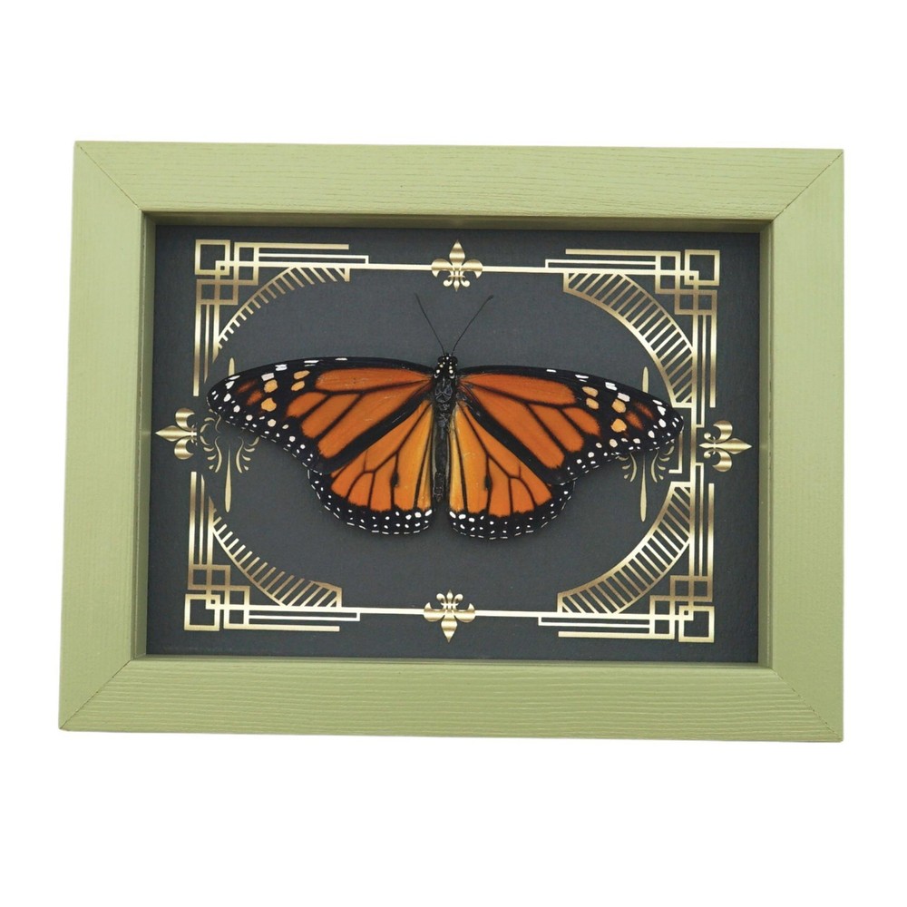 Real Framed Monarch Butterfly Gothic Scrolls Danaus plexippus Resting Sage Green