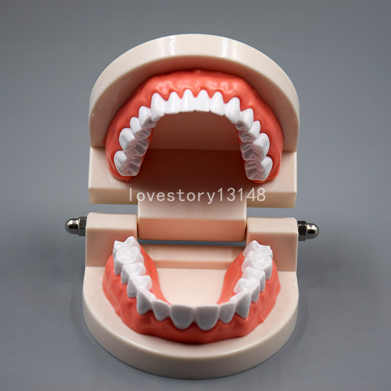 Dental Teaching Study Adult Standard Typodont Demonstration Teeth Model Hot
