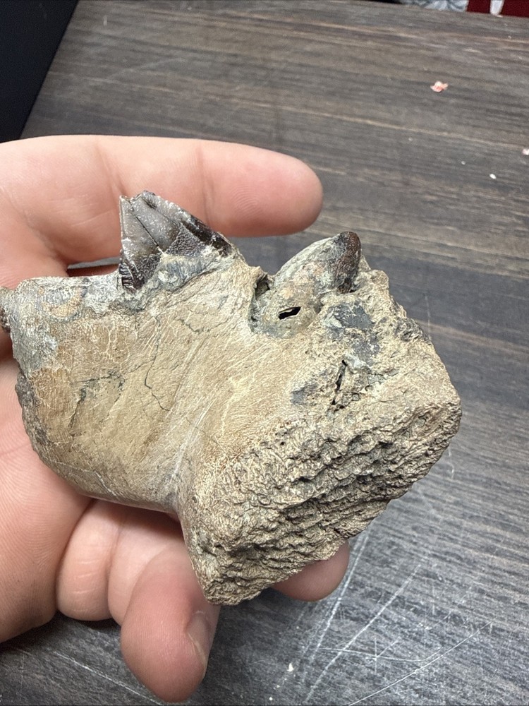Unique Jaw Bone Fossil Specimen Unknown Dino Bone? You Decide