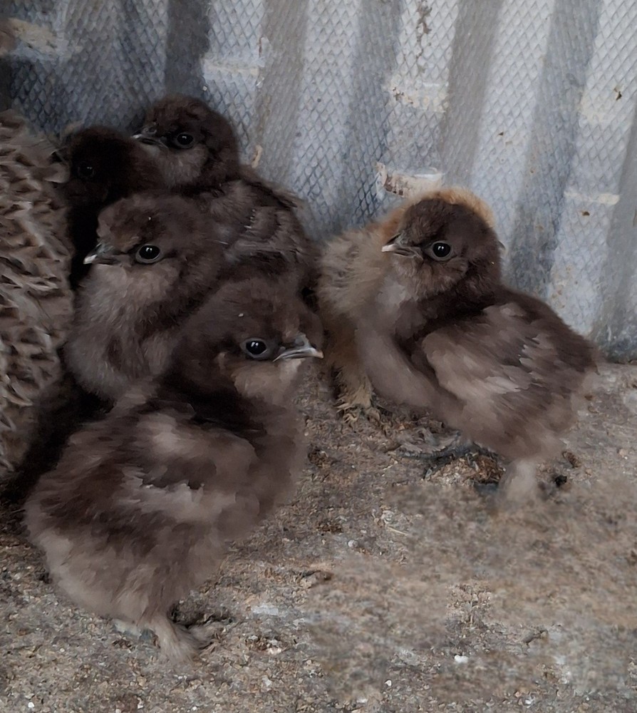 6 SILKIE Hatch Eggs (Assorted) Mottled, Pencil Laced, Partridge NPIP