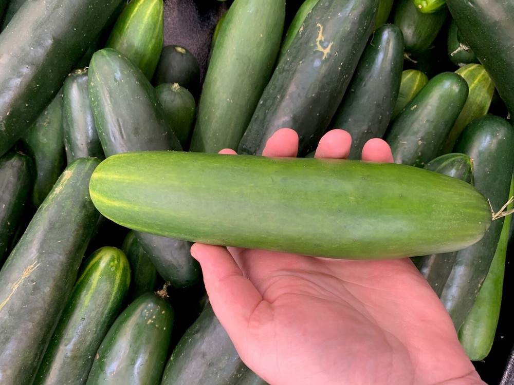 Fresh Cucumber (5 LBS) The actual vegetable