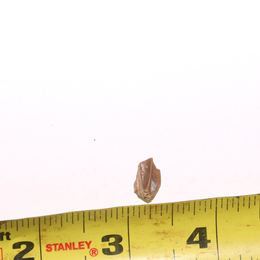 Edmontosaurus Tooth Authentic Dinosaur - Hell Creek Formation Cretaceous - GREAT