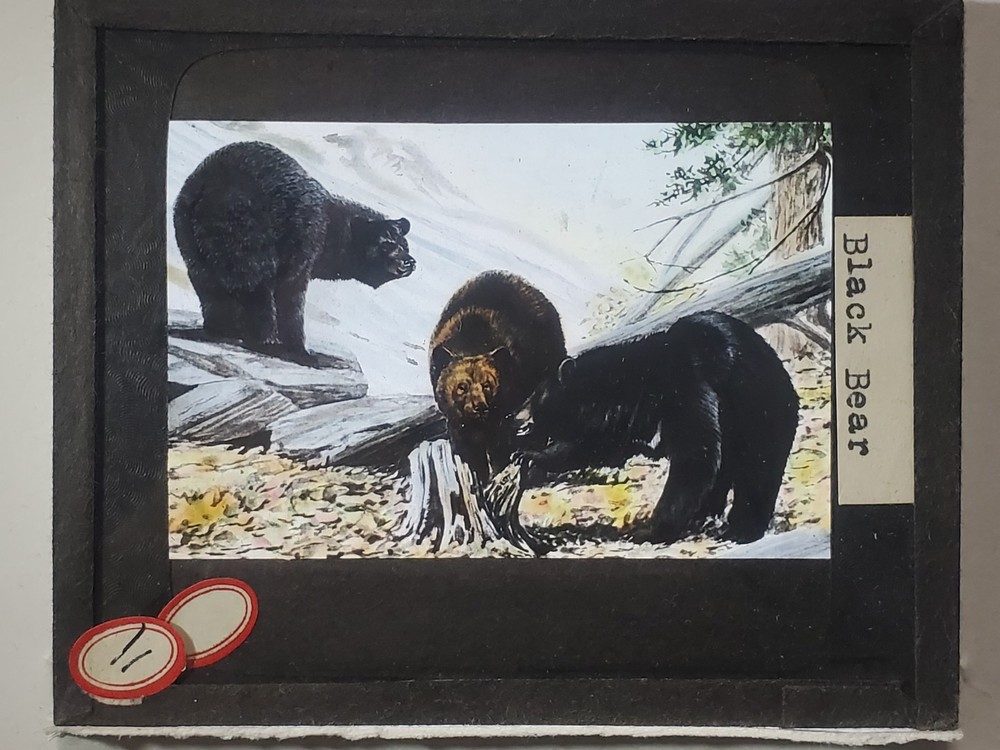 Black Bear, Drawing, Magic Lantern Glass Slide