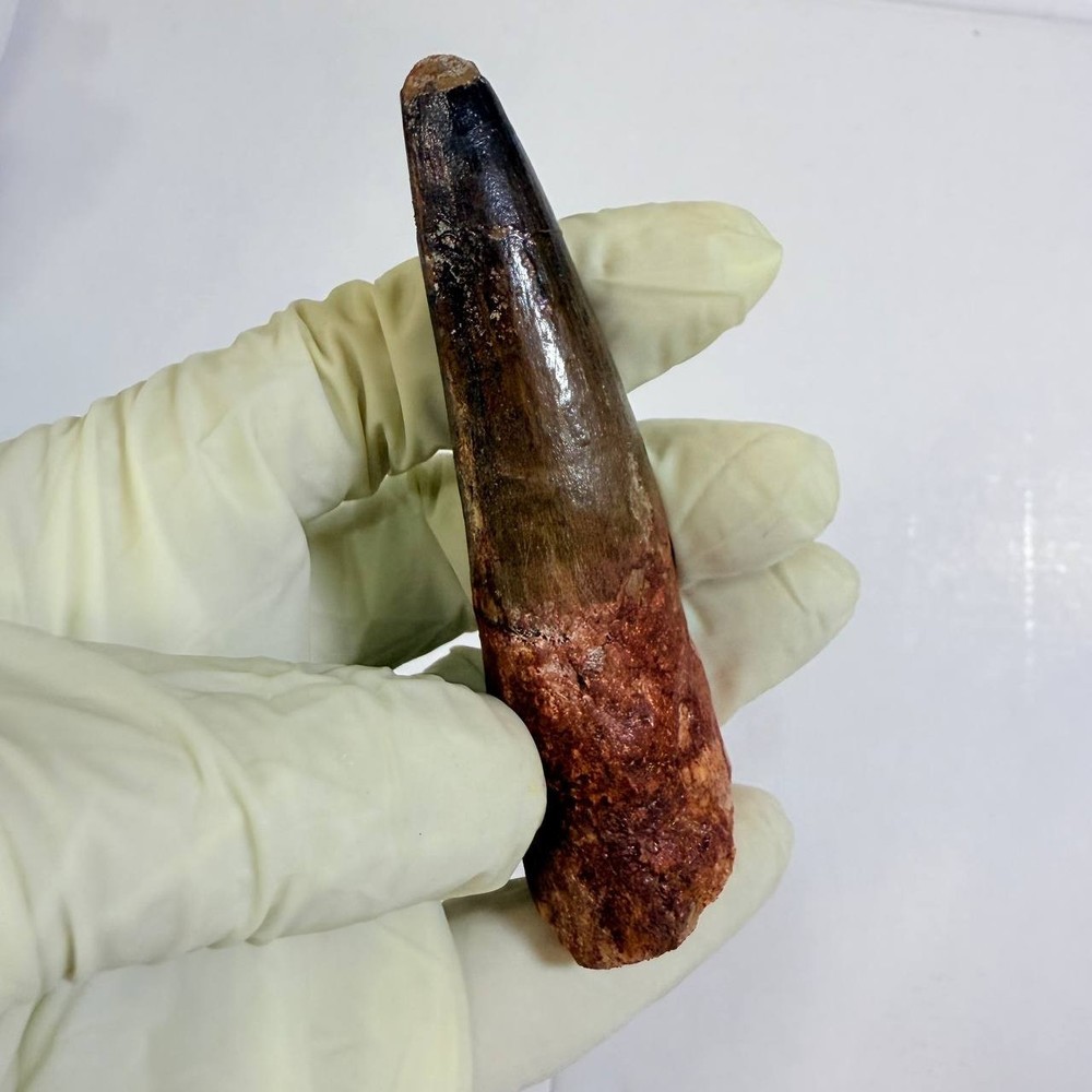 HUGE Spinosaurus Tooth 9 cm MASSIVE Dinosaur Fossil Display