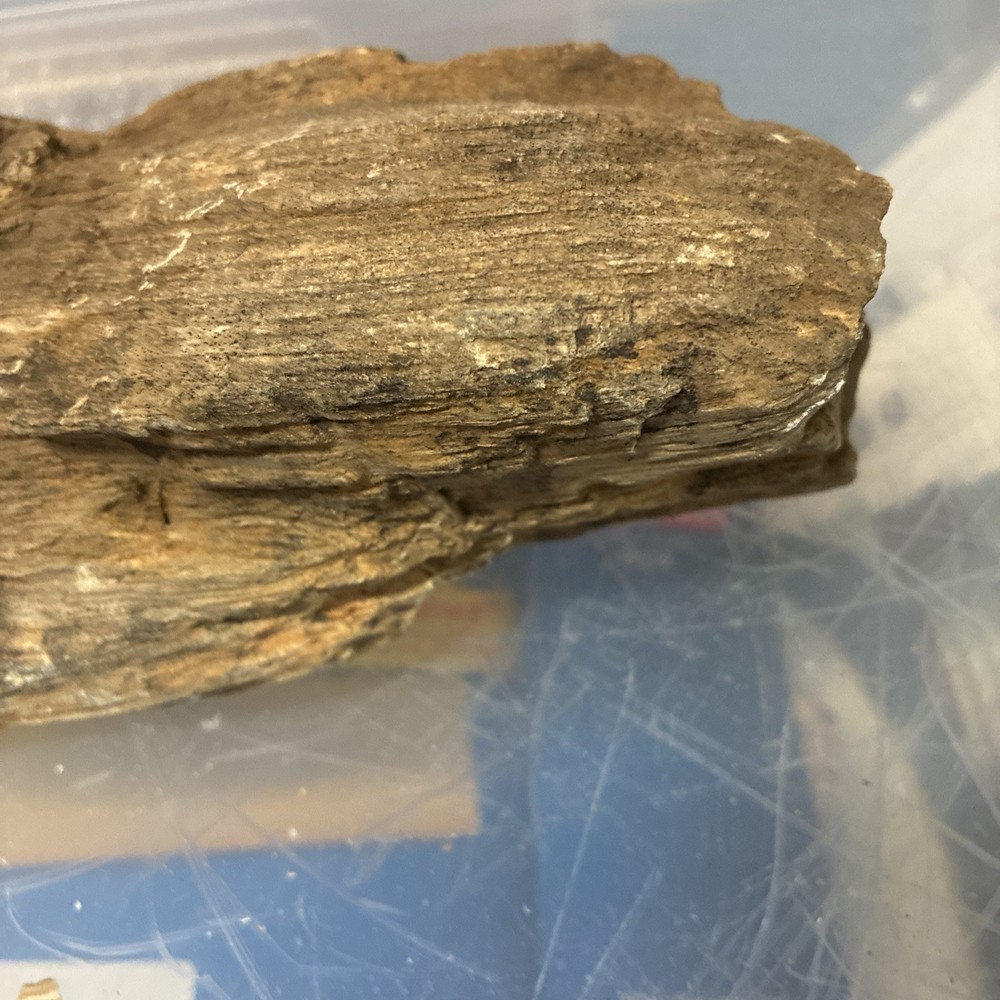petrified wood rough