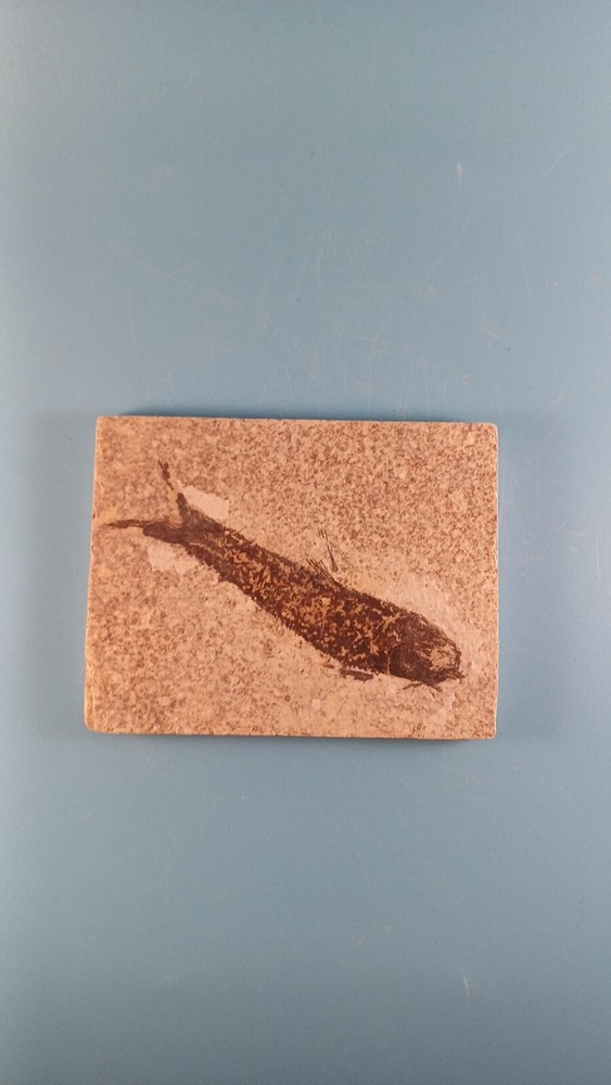 fossilised fish 50 to 30 million years old