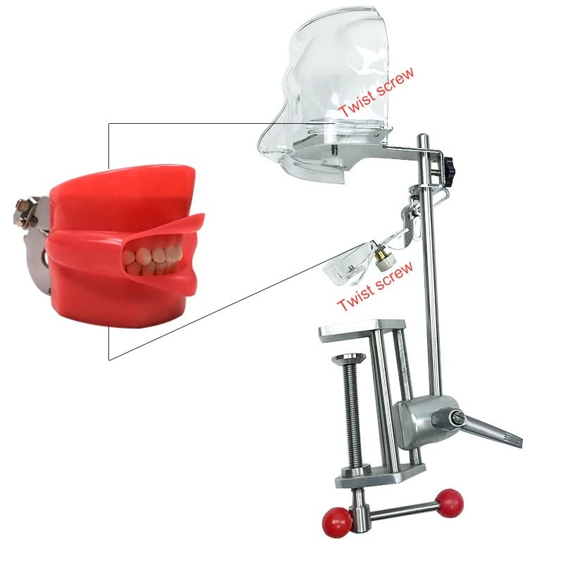 US Dental Simulator Simple Head Model Manikin Phantom Dentist Teaching Practice