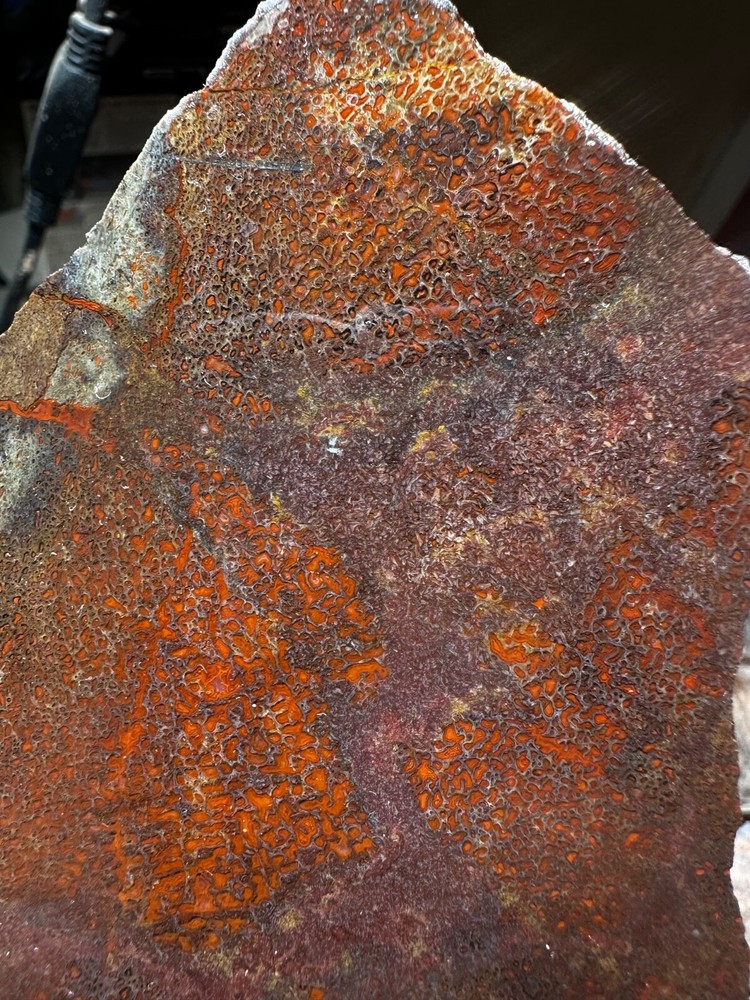Dinosau bone rough **hxtled slab.
