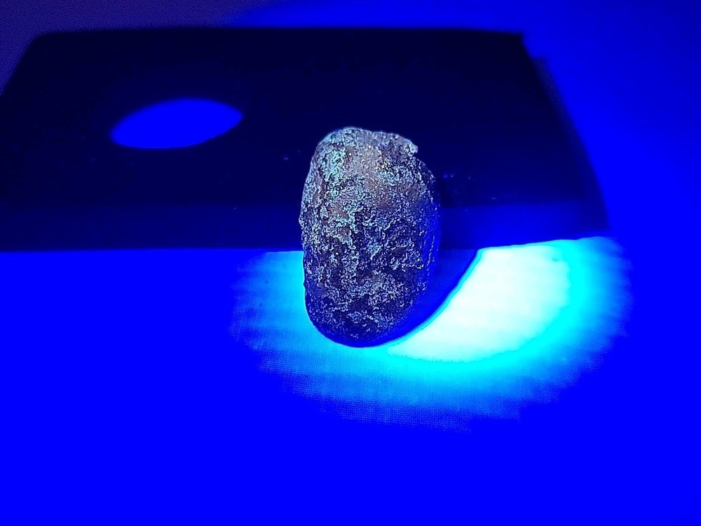 Fossil Dinosaur Tooth Unknown Species