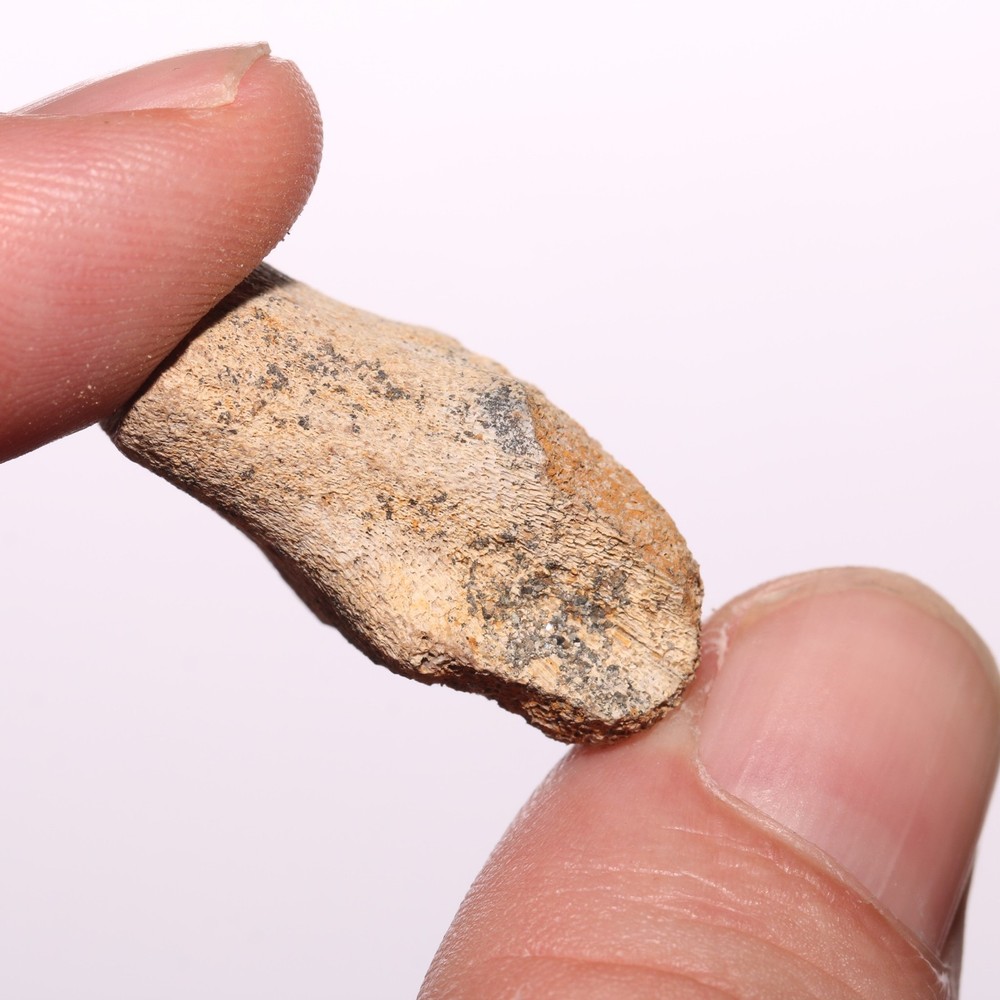 Hollow Raptor Bone - Hell Creek Formation Cretaceous