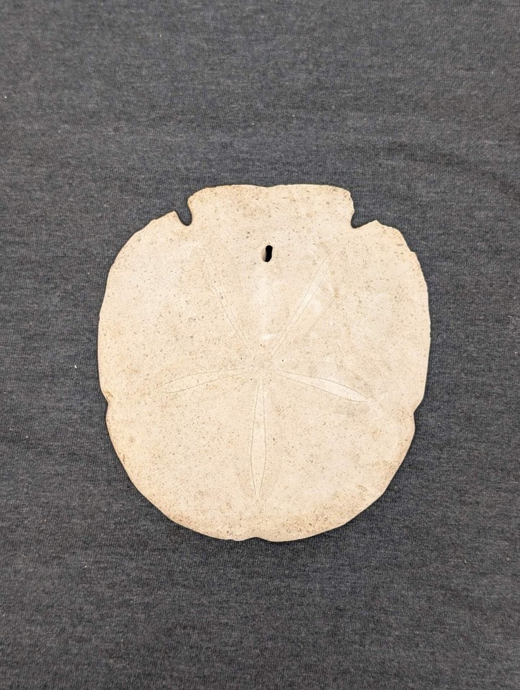 Natural Dried Sand Dollar Sea Shell Beach Decor