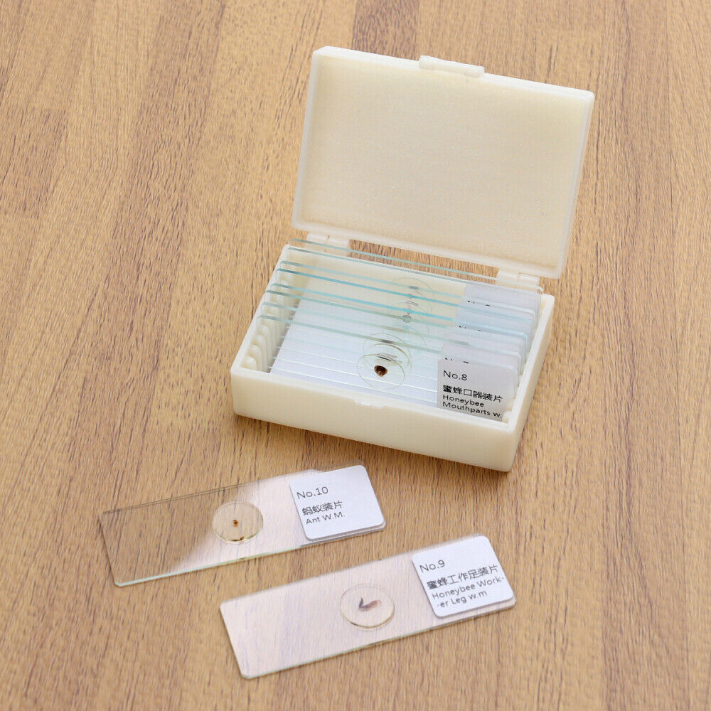 10 PCS/Set Prepared Slides Kids Microscope Microscope Slides With Specimens