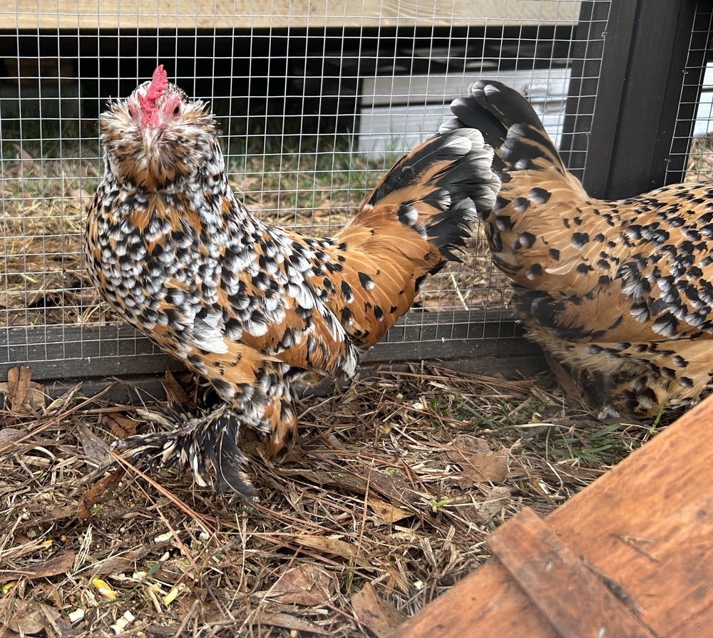 Belgian Bearded Mille Fleur D’Uccle Hatching Eggs 6 Plus 1