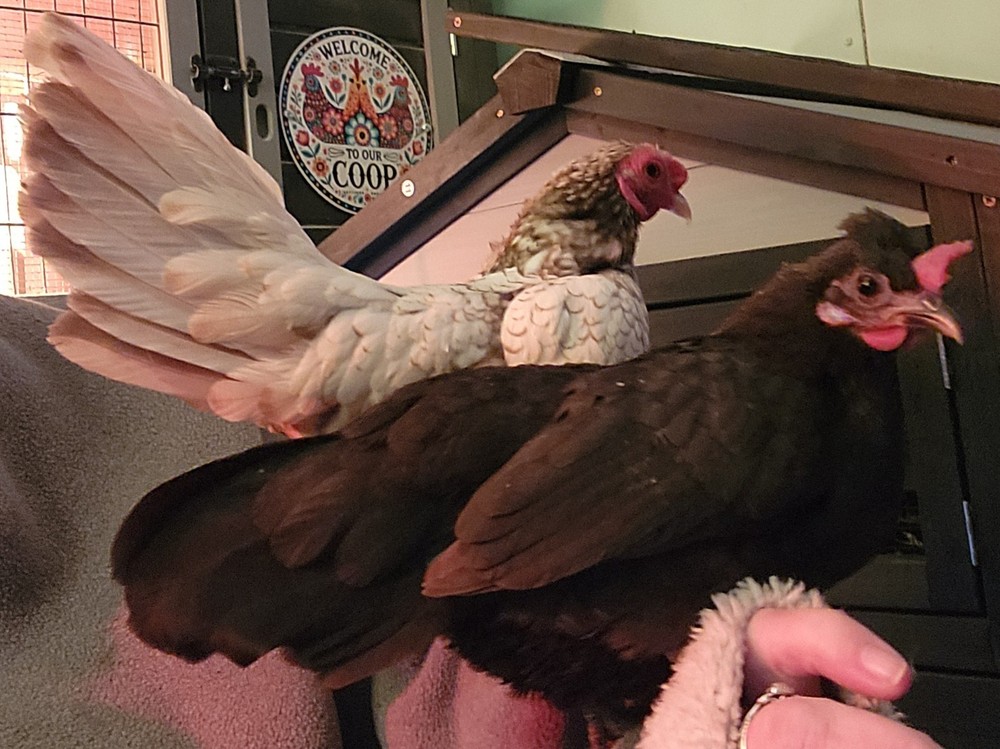 10 +2 Micro Kikiriki Serama Hatching Eggs 4H Projects Teacup chickens