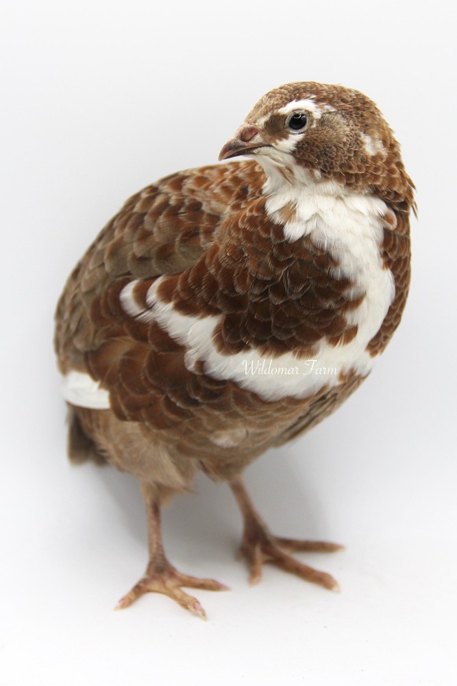 20+ Coturnix Quail Hatching Eggs