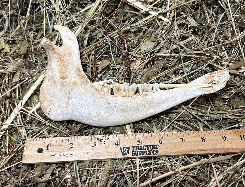 Small Cow Jaw Bones