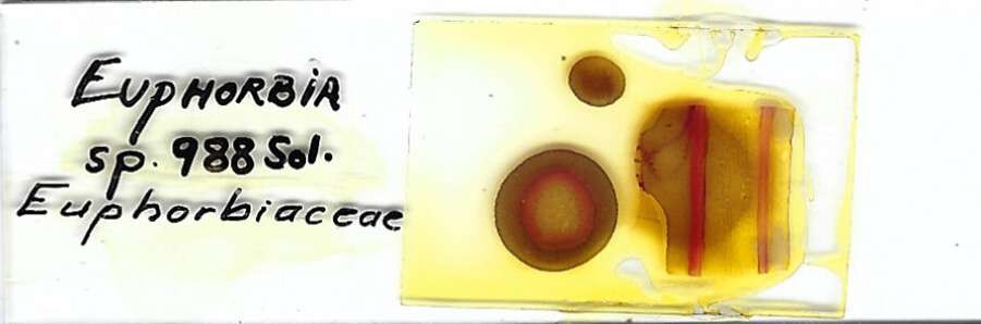 Euphorbia sp. Microscope Slide