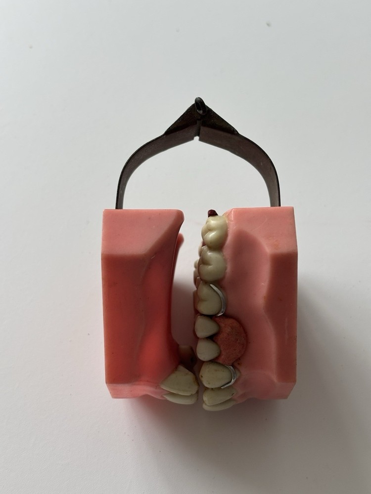 Vintage Densco Hinged Teeth Dental Display Model Learning Dentist Student