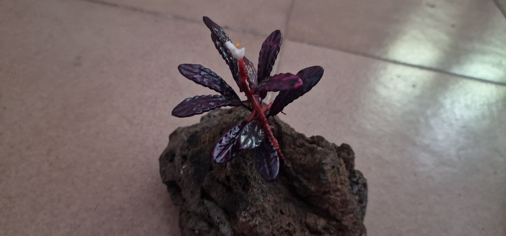 Bucephalandra Brownie Ghost 2011 Modeling 3d Printed Resin