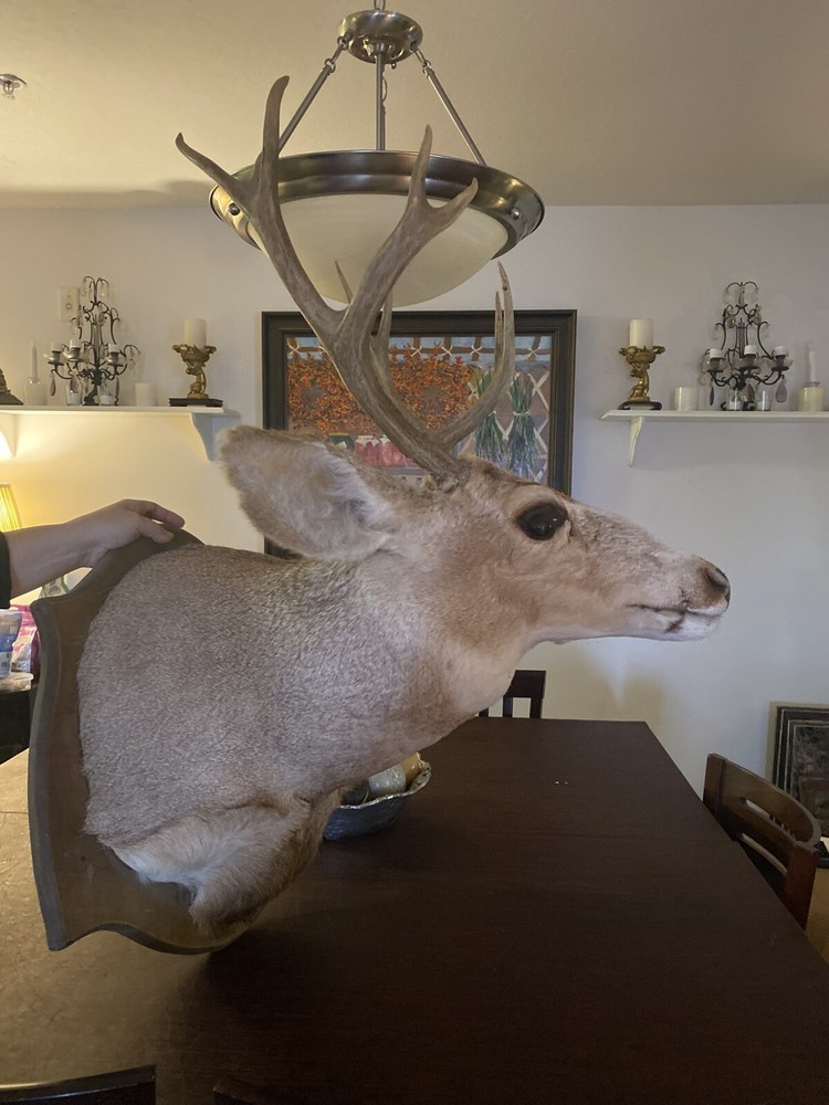 10 Point Mule Deer Shoulder Mount Super Price Excellent Condition