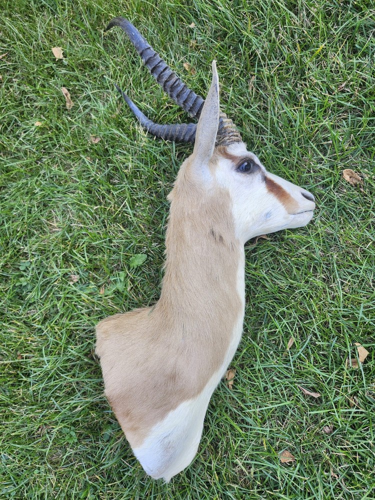South African Springbok Head Mount Trophy