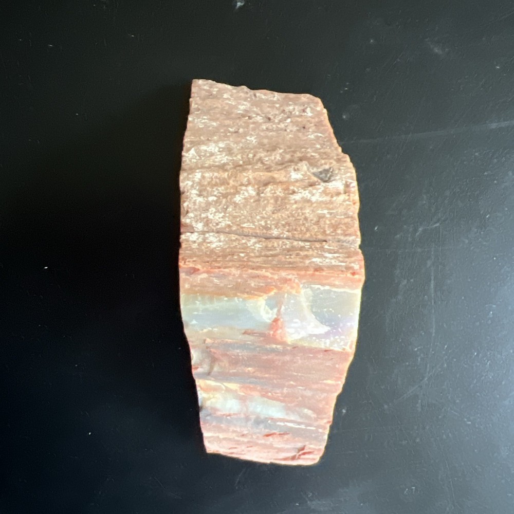 petrified wood slab Polished