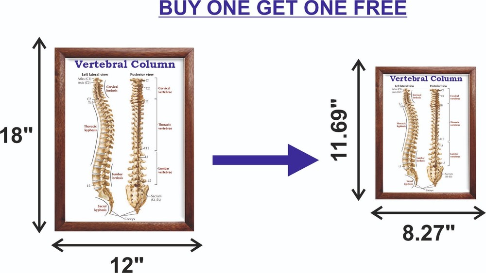 Vertebral Column Chart 12x18 inches