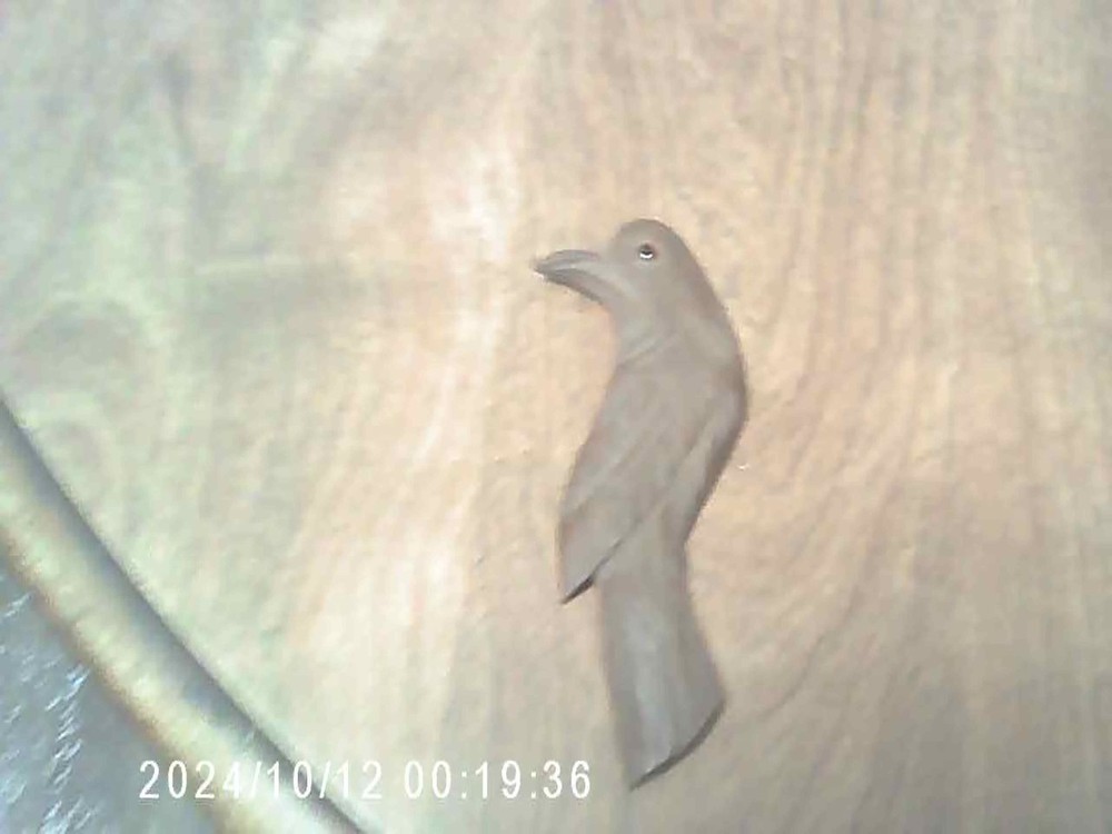 CUCKOO CLOCK FRONT TRIM BIRD