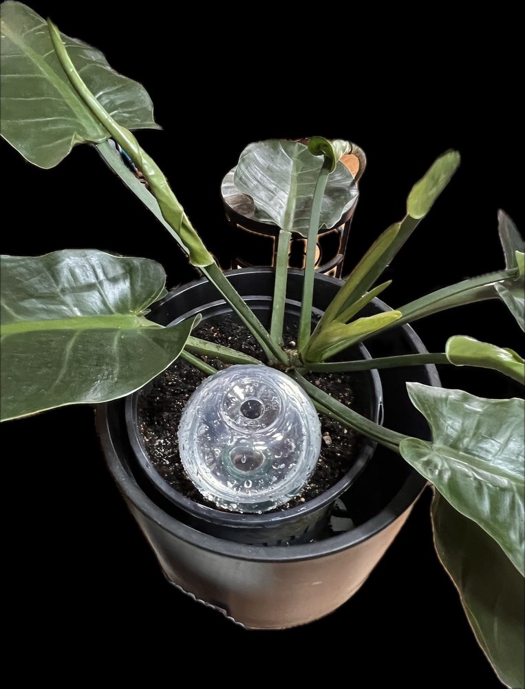 Blumat Clear Globe, 3-pack