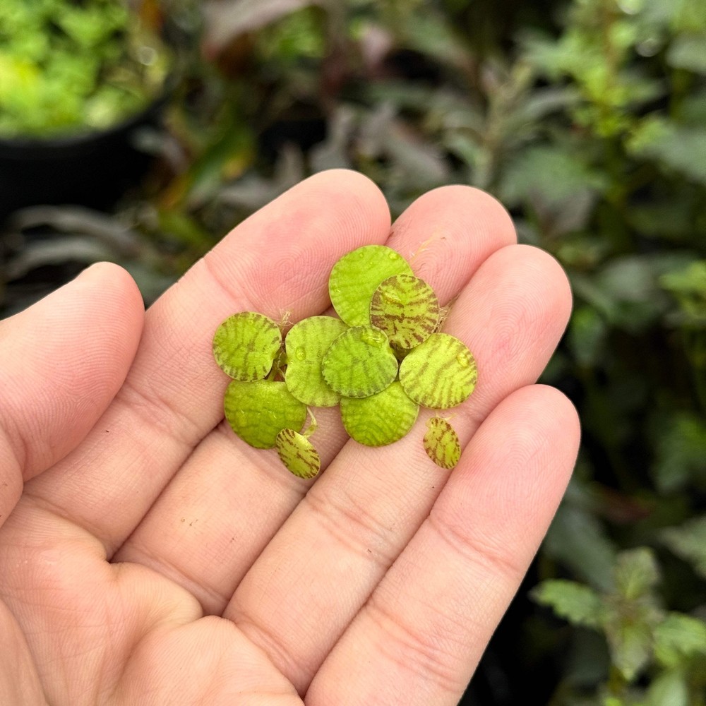 Tiger Stripe Frogbit