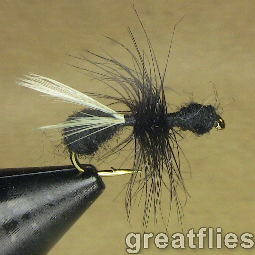 1 dozen (12) - Flying Black Ant