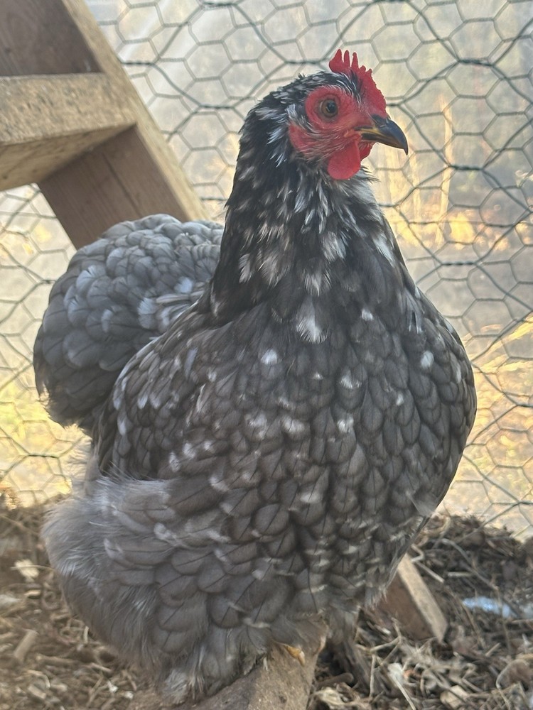 Bantam Cochin blue/black mottled Hatching Eggs