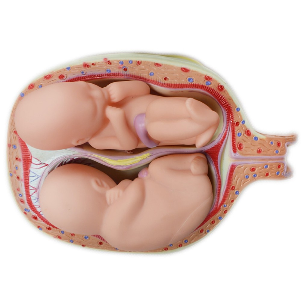 8Pcs PVC Human Anatomical Pregnancy Embryonic Development Process Teaching Model