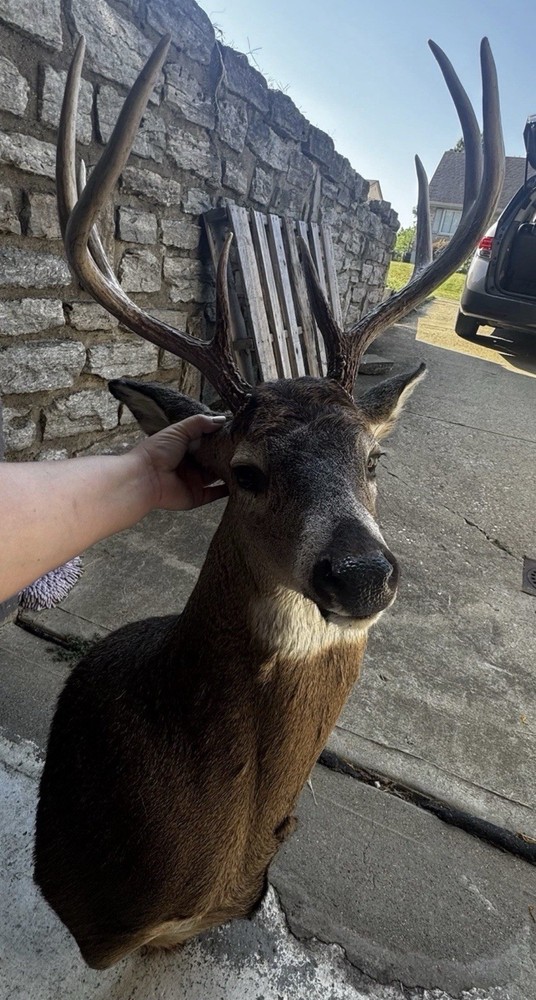 White Tail Deer Shoulder Mount 8-Point