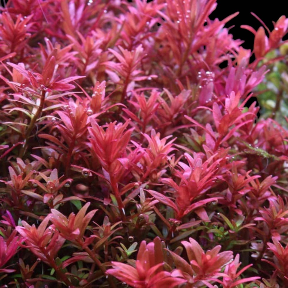 Rotala Blood Red