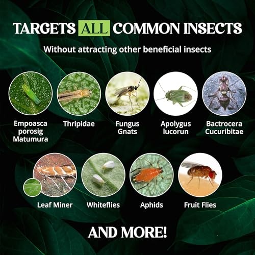 Catchmaster Large Double Sided Sticky Traps 50PK, Adhesive Bug & Fruit Fly